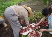 利用者の方と芋ほりしました。